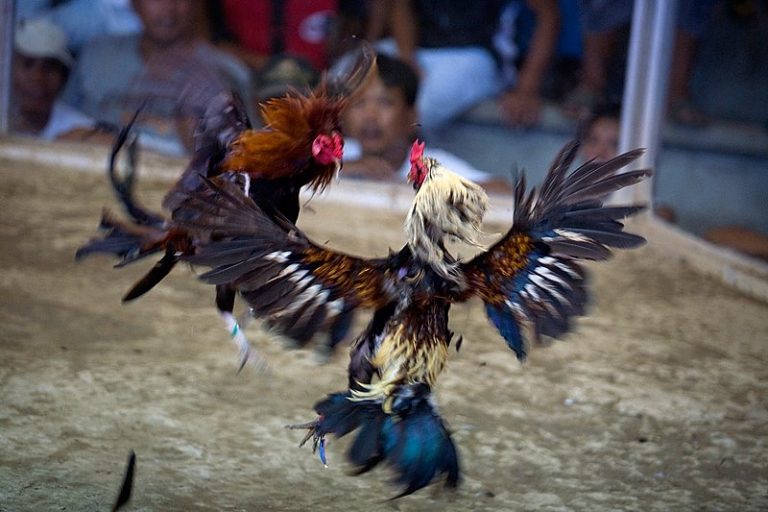 Sabong as Sports: A Cultural Tradition and Competitive Pursuit