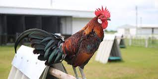 Gamefowl Stress: Identifying Types and Ensuring Proper Treatment