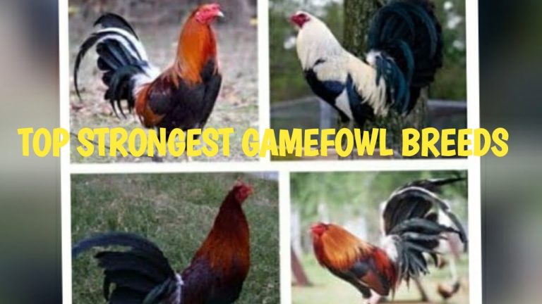 The Pinnacle of Poultry: Exploring the Best Cock Breeding Series